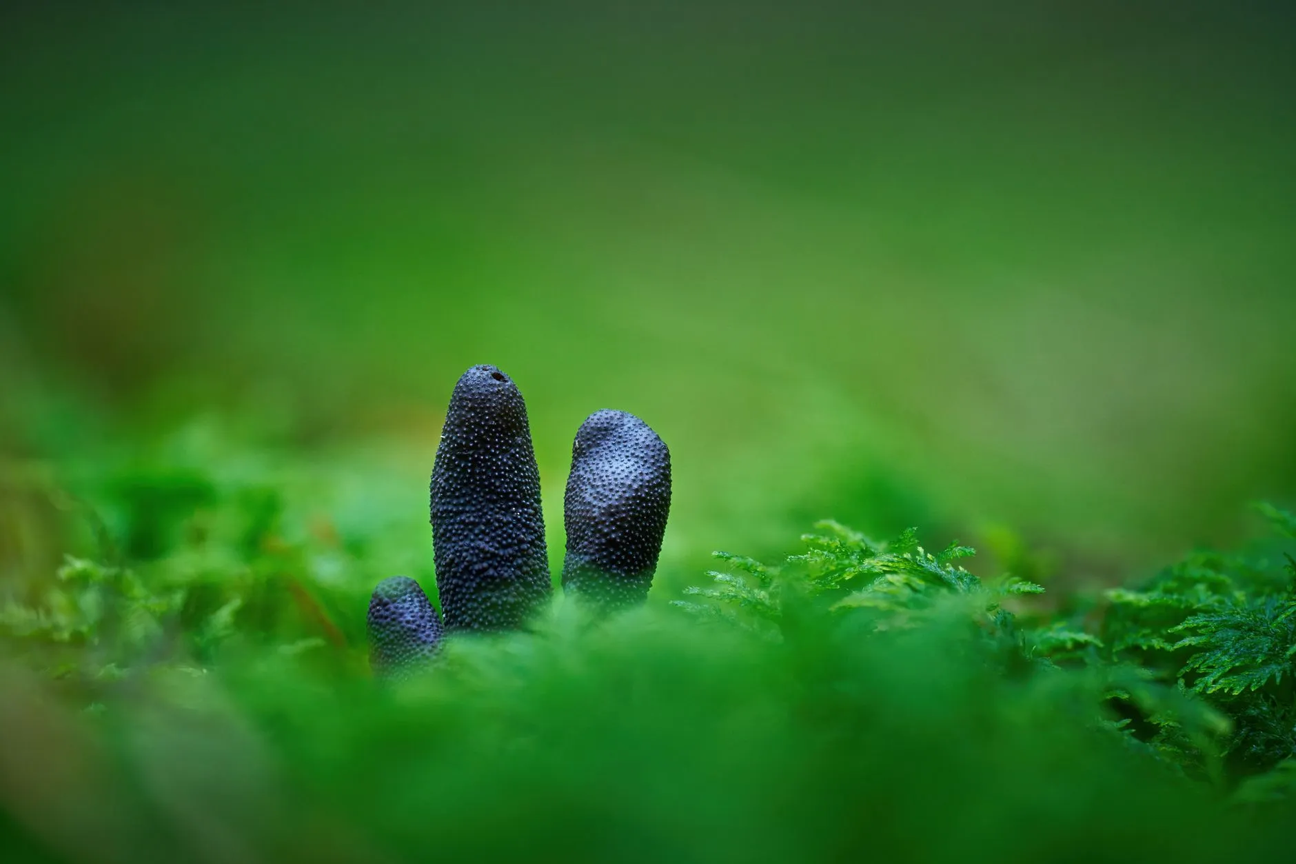 智慧停车系统车牌识别准确率提升的五大关键技术解析封面图